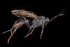 Cryptinae inconnu